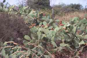 Xtrallusion photo library of independent, self-guided walking and sightseeing holidays in Italy. Pictures, images, photos and photographs taken along the way of this 1-day walking itinerary, to give you a visual impression of the day's walk.